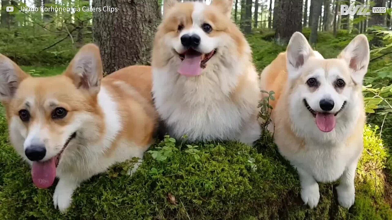 Ce chien est né avec deux nez et aveugle d'un œil