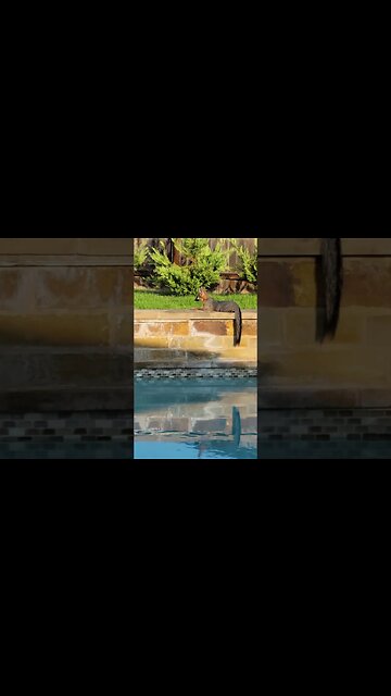 Fox Just Living The Life! #wildlife