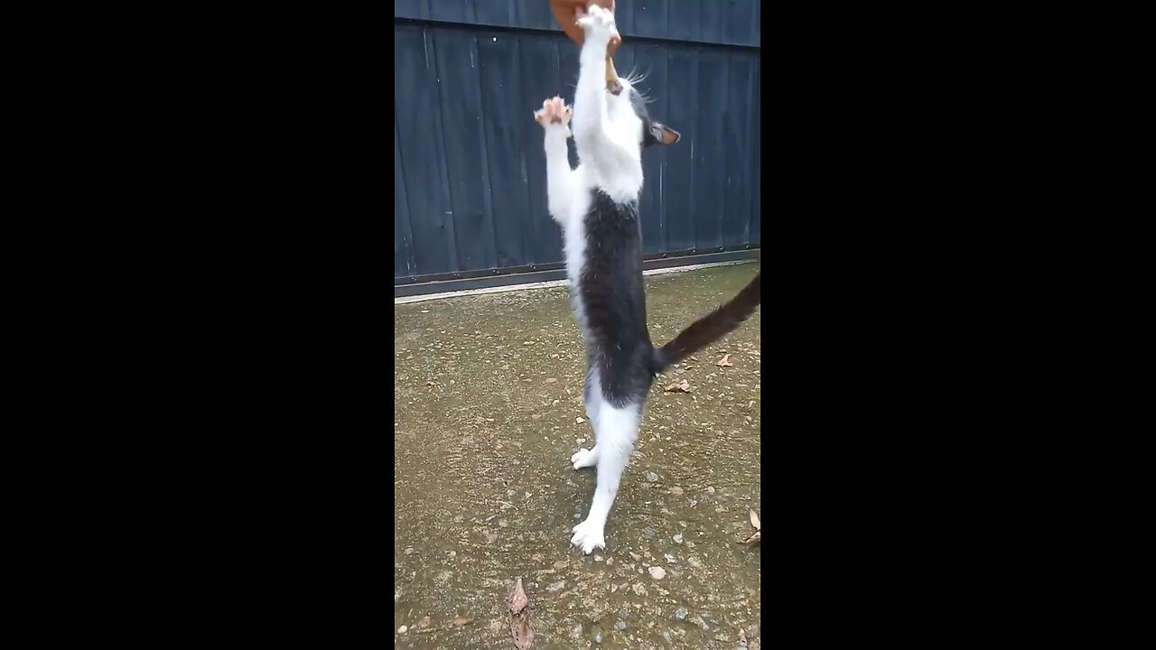 Funny cats π episode 110 | π€£π
New Funny Cats Videos πΈπΈ#shorts