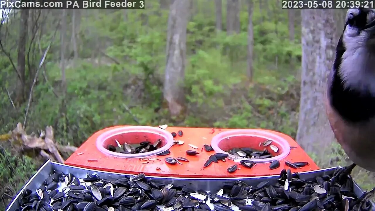 Bluebirds and blue jays on PA Bird Feeder 3 Close-Up cam 5/8/2023