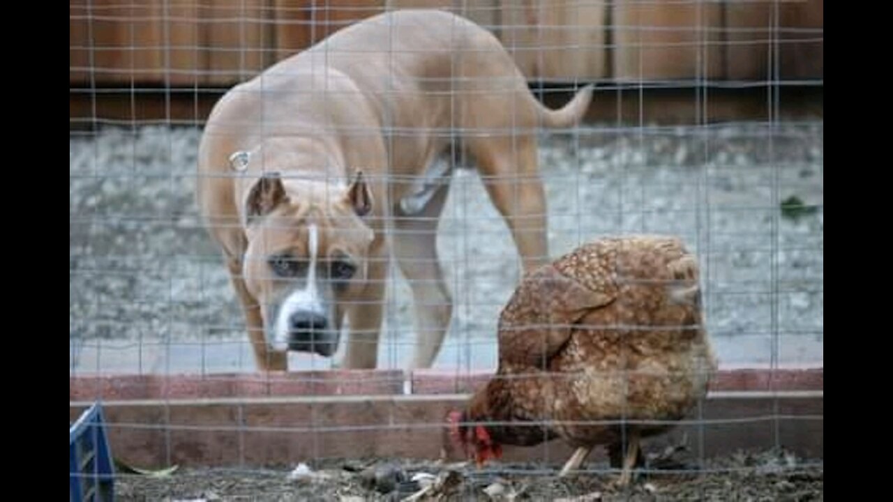 Hilarious Combat between Dog and Chicken