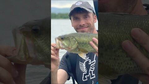 INSANE amount of Colorado largemouth bass!