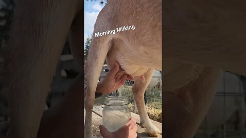 #goats #goatmilk #milking #farmlife #homestead #homesteading #simplelife