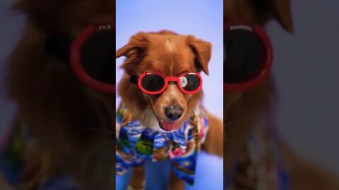 Dog Wearing Red Sunglasses