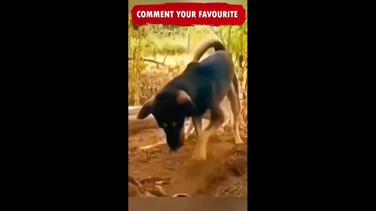 funny animal situationsπ€¨ππππππππ€¨π