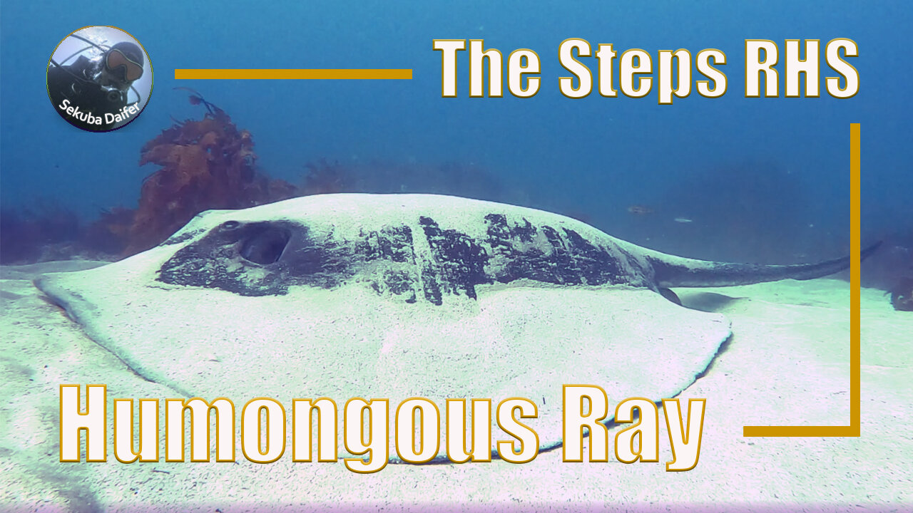 Humongous Ray | Scuba Diving at The Steps RHS | July 2021