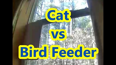 My feral cat Sherlock vs Window Bird Feeder