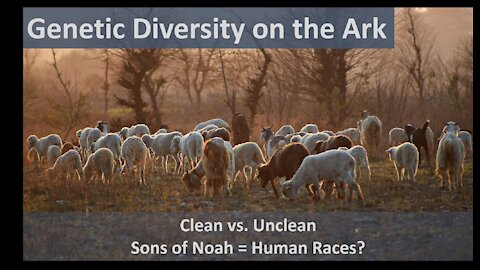 Genetic Diversity on the Ark