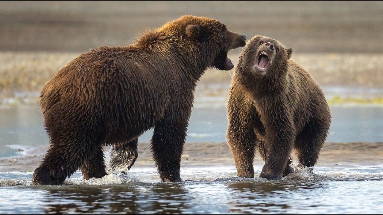 intense battle between 2 HUGE ferocious bears