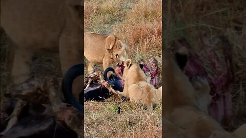 Lions Have Breakfast! #shorts