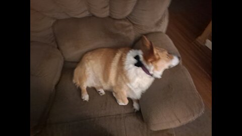Corgi gets evening treat