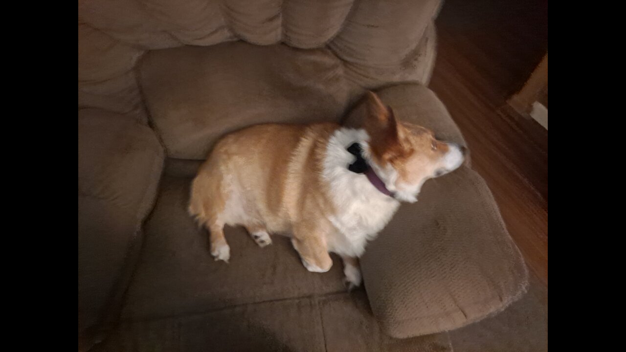 Corgi gets evening treat