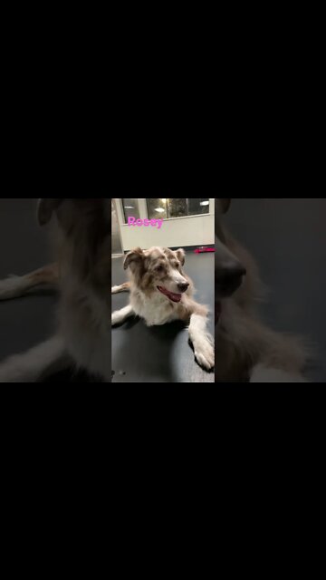 [Shorts 0150] ROSEY [#dogs #doggos #doggos #puppies #dogdaycare]