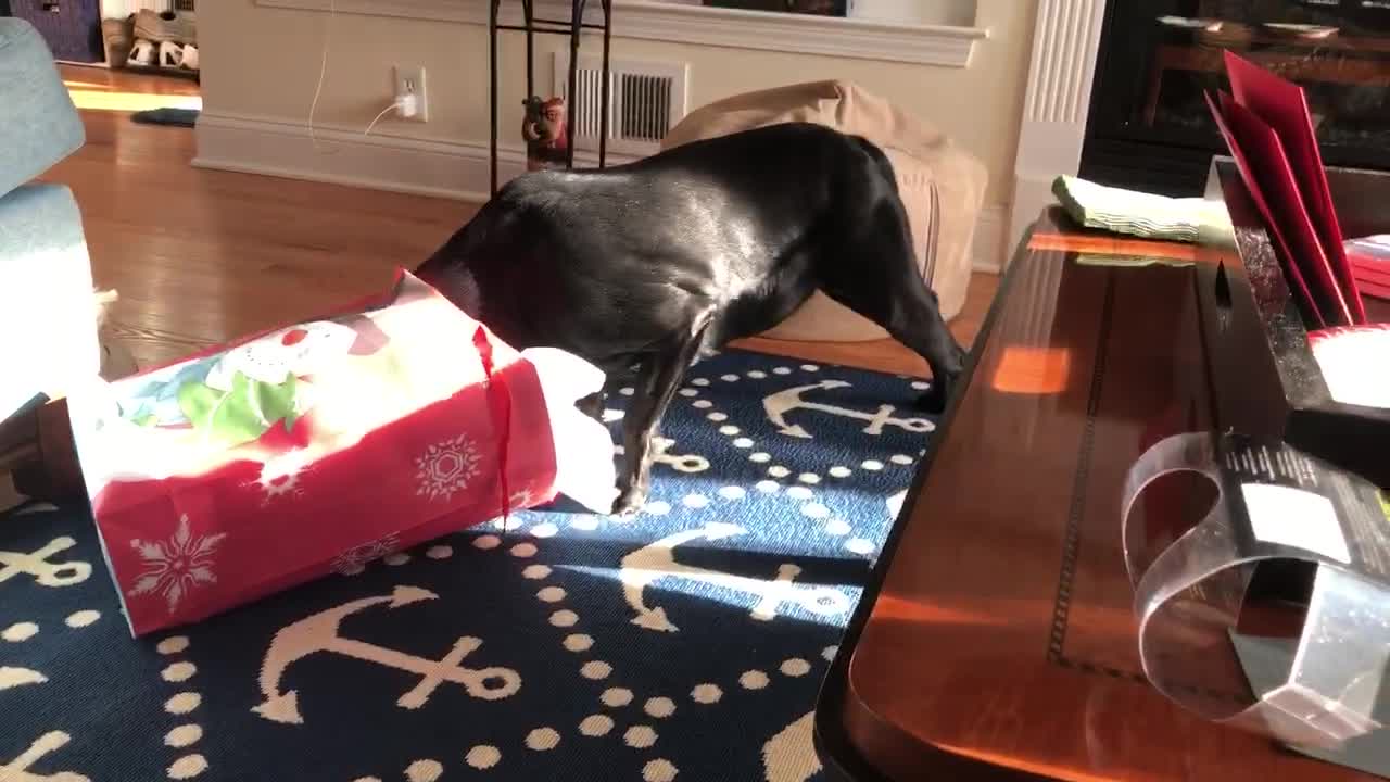 Dog rescued from euthanasia celebrates Christmas