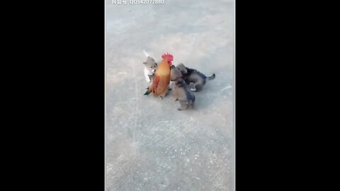 Chicken VS Dog Fight - Funny Dog Fight Videos