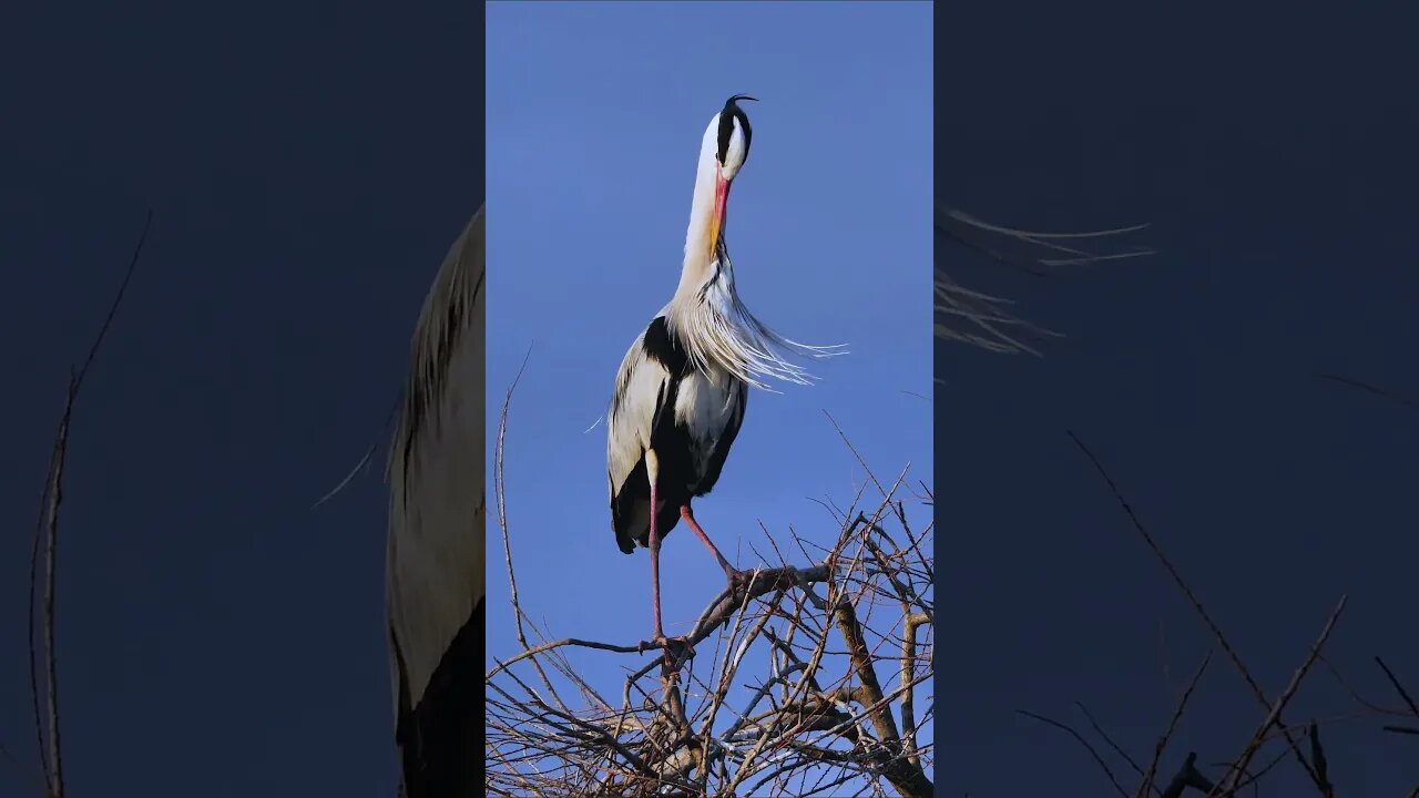 Grey Heron #shorts #short