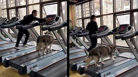 Cute Dog Running On Treadmill