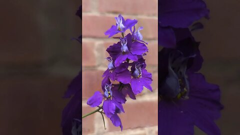 Larkspur