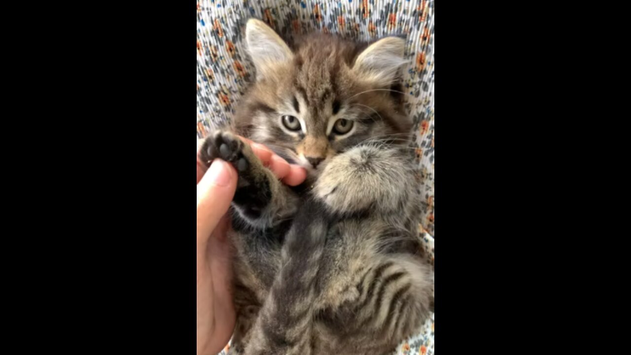 Cute kitten playing