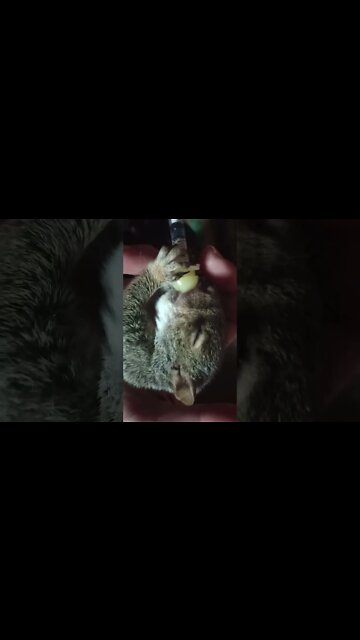 Timothy The Squirrel is doing alot better