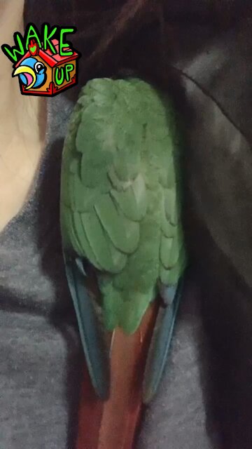 Sleeping baby parrot