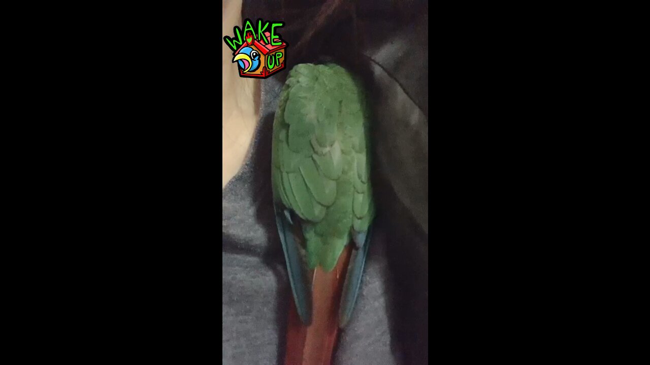 Sleeping baby parrot