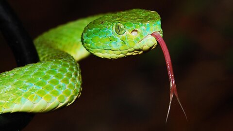 According to the Bible - Was it actually a talking snake in Genesis 3?