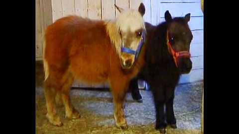 Mini Horses