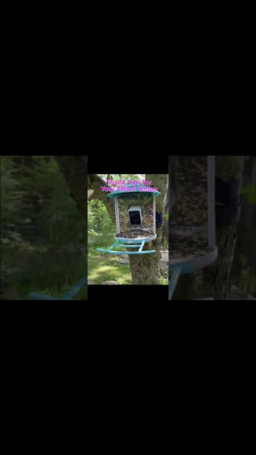 Thank You For Your Effort Today ( funny animal )