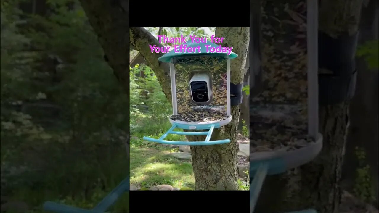 Thank You For Your Effort Today ( funny animal )