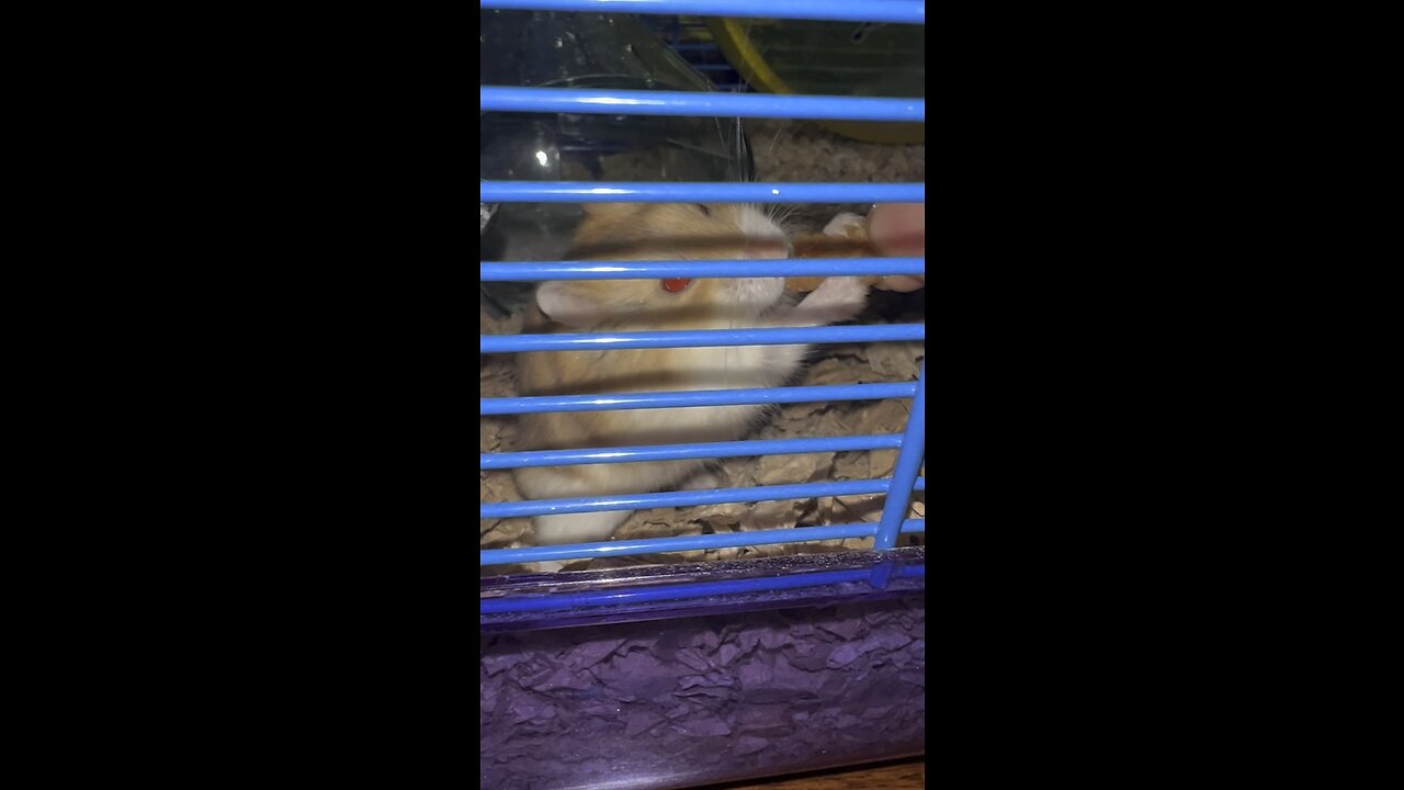 Albino hamster eating a snack