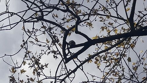 Red-Bellied Woodpecker