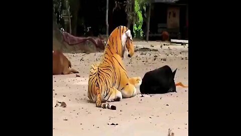Dogs and monkey pranks