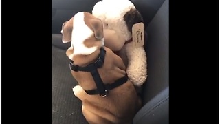 Puppy appears to be smooching his stuffed animal