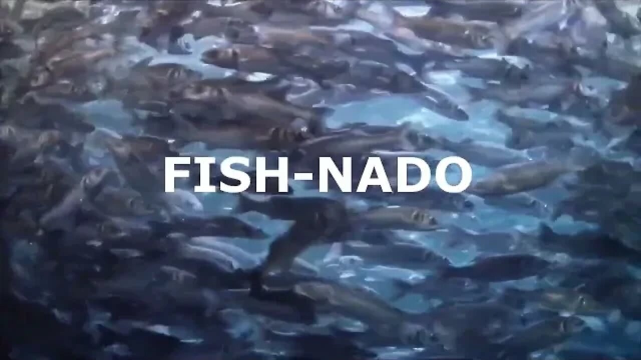 FISHNADO TIME 4 HOUR