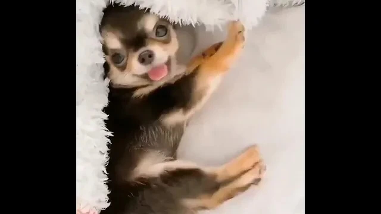 Animal Comedy You Won't Believe!