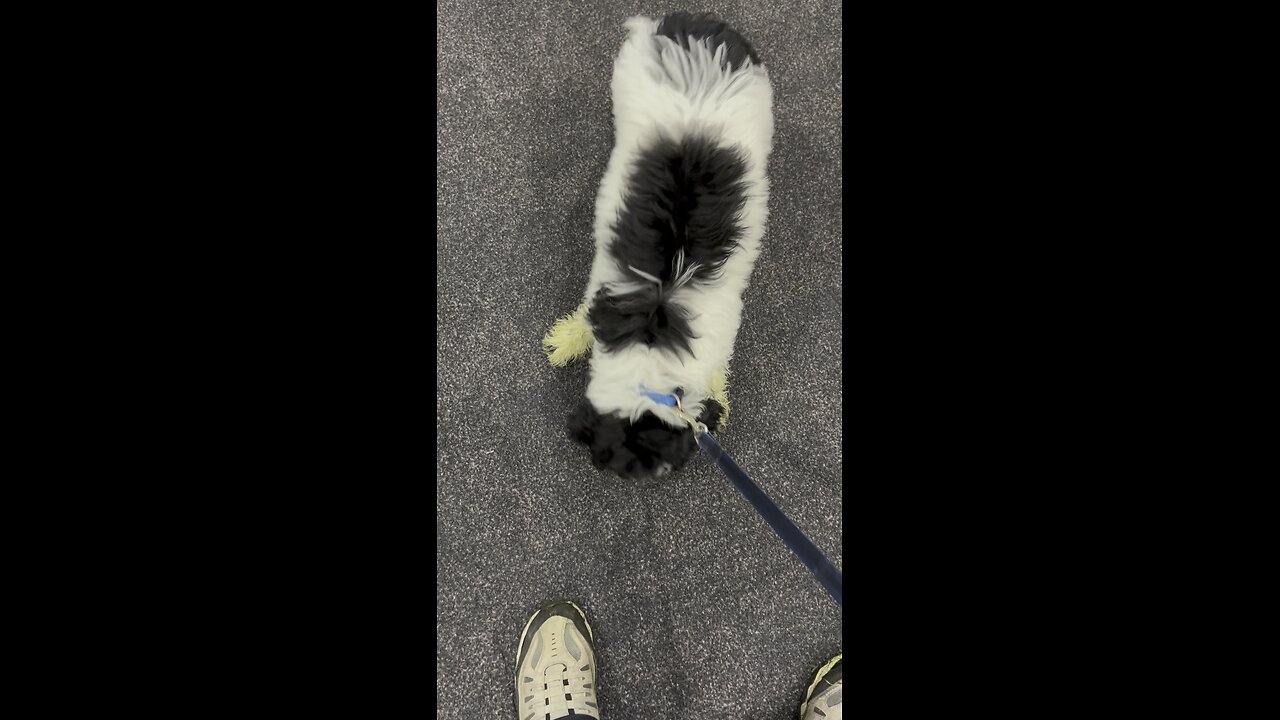 Portuguese Water dog playing with plastic bottle