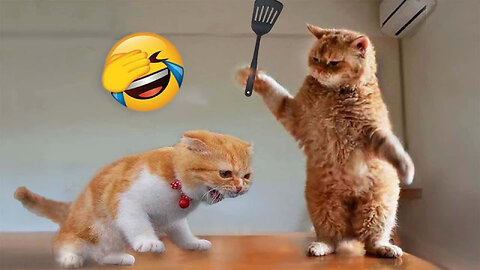 Funniest Animals 😂 New Funny Cats and Dogs Videos 😻🐶