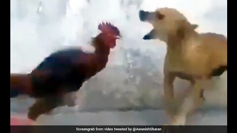 Chickens vs Dogs fight funn