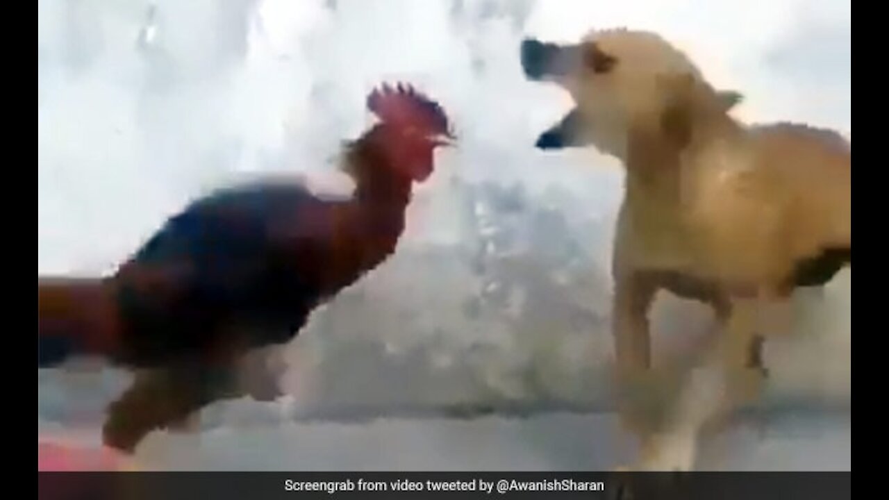 Chickens vs Dogs fight funn