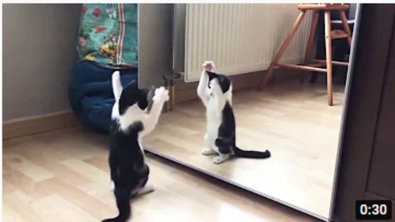 Funny Cat And mirror Video|Funny video|What's App Videos|30 Seconds Status Video|