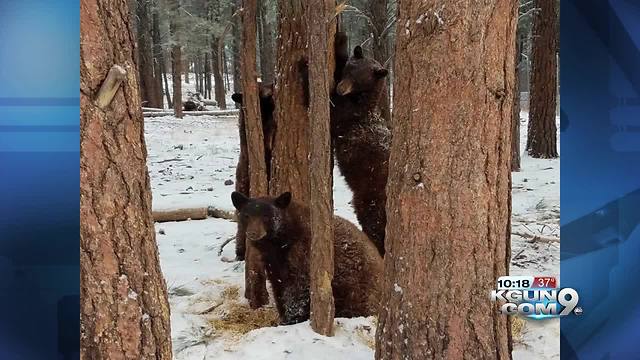 Bearizona critters enjoy first snow fall