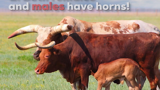 12 Things You Didn't Know About Texas Longhorns