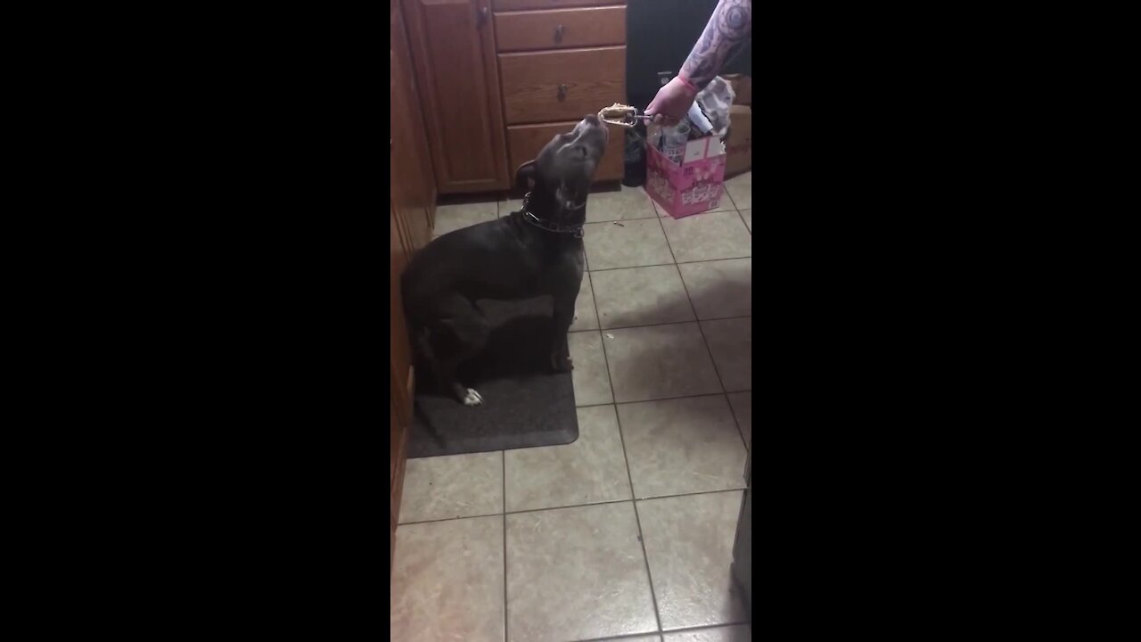 Happy pup bags his wagging tail against kitchen cupboards