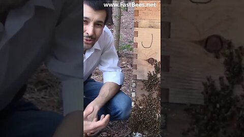 Trying To Befriend Bees