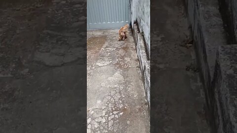 #dogshow , #animals , #dogs , #shorts