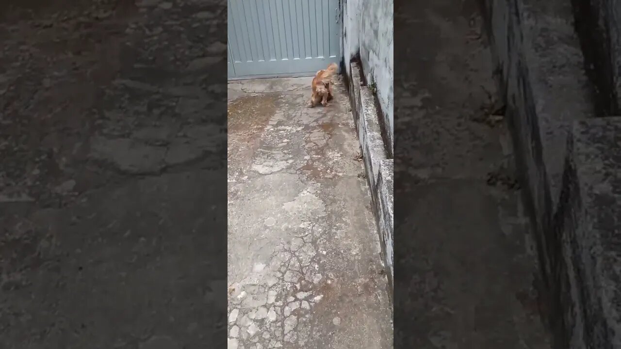 #dogshow , #animals , #dogs , #shorts