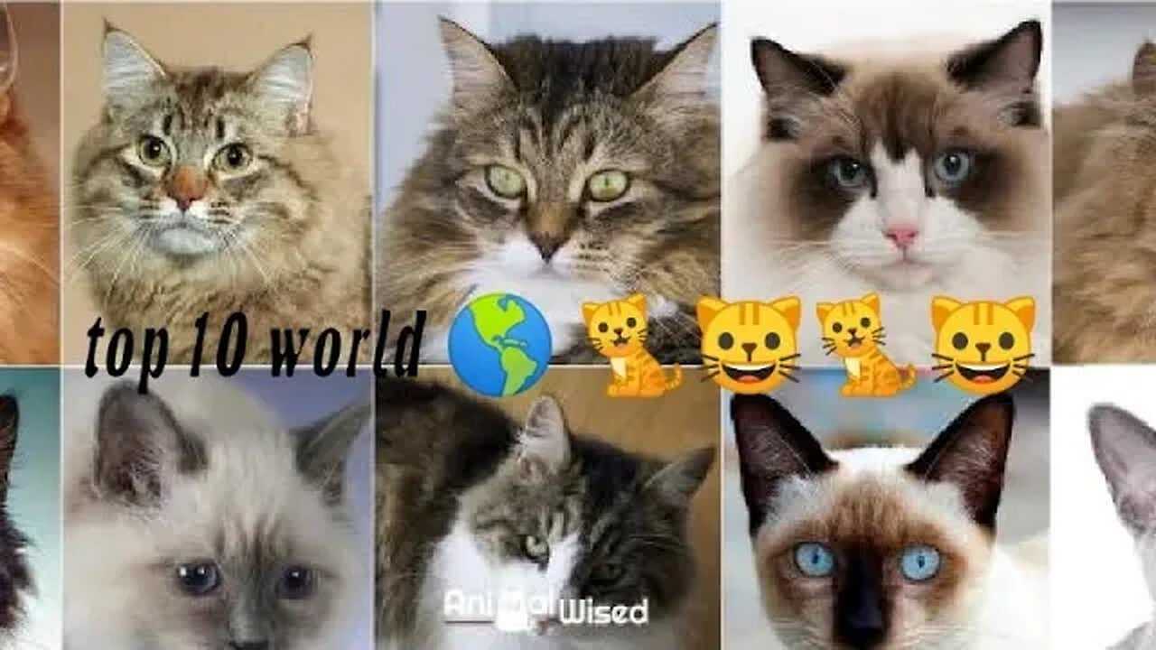 world top 10 cat // cat 🐈 lovers #reels