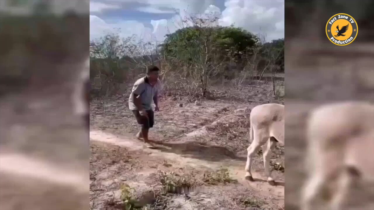 animal funny moments 🤣