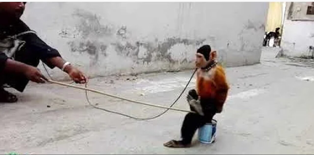 MUST WATCH!!Funny monkey dance_Roadside show in India